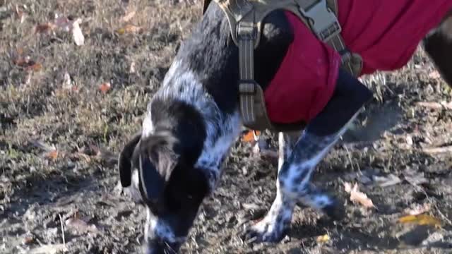 The dog is sniffing around