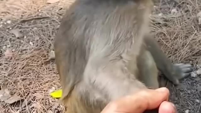 Funny Monky Reaction
