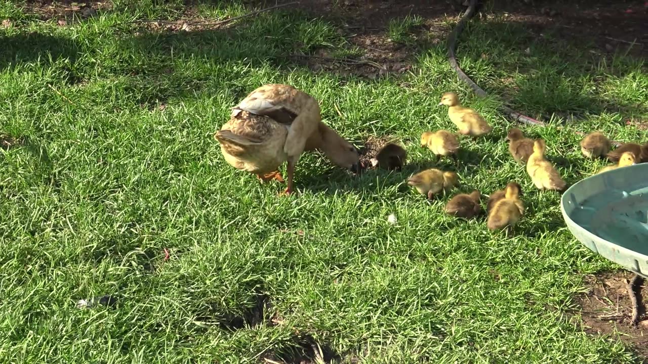 Exploring the back yard