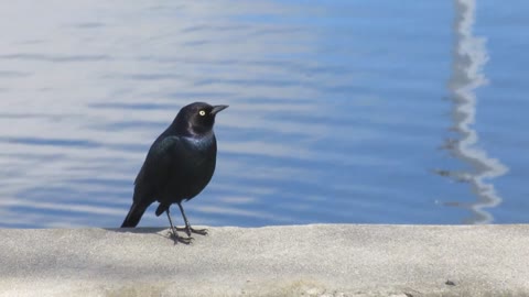 black chirping birds