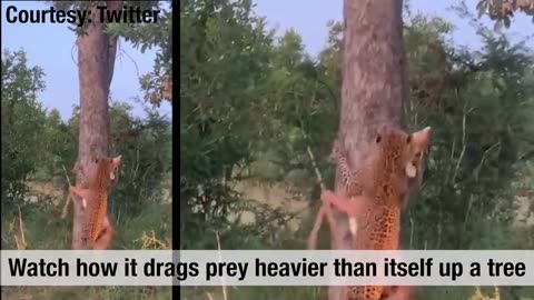 Watch: Leopard shows off kill, drags prey heavier than itself up a tree