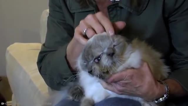 15 Abnormally cats that actually exist