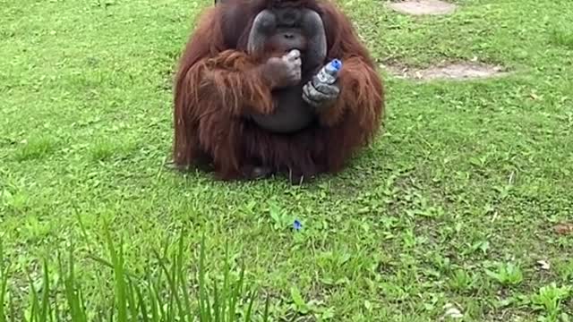It's a special way to open a bottle and you have seeds at home
