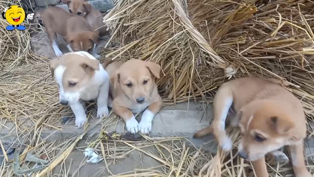 Really very interesting 🤠Seven small puppies are together
