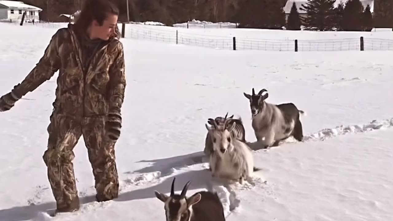 Grooming a Trail for the Goats