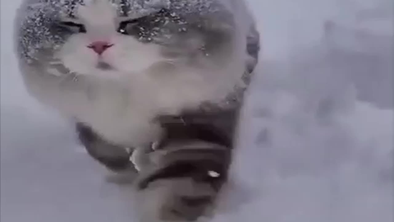 Adorable Winter Kittens: Playful Paws in a Winter Wonderland #KittenLove #WinterCuteness"