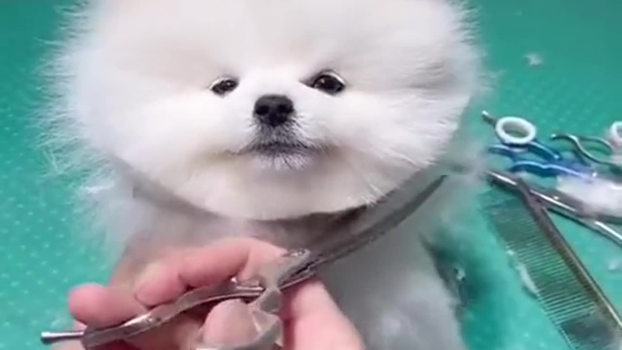 Cute Animals video 🤩