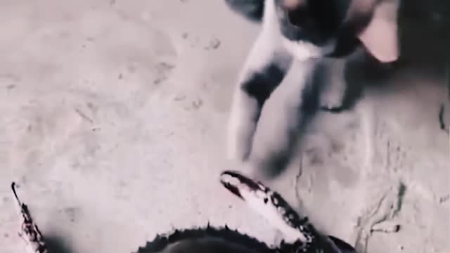 funny animal videos