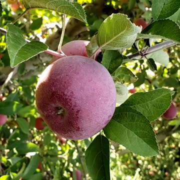 Red Gala & McIntosh Apple