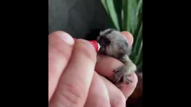 Cute baby animals