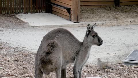 Kangaroo. The Kangaroo is the World's Largest Hopping Animal