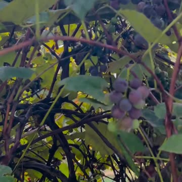 Grapes 🍇 are almost ready!