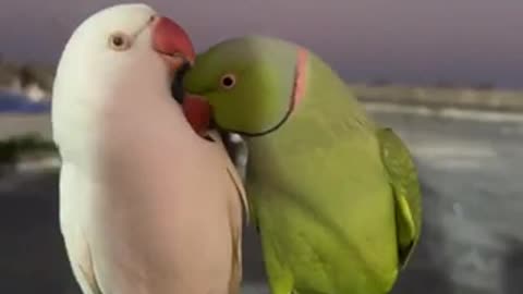 Cute tia bird trending video