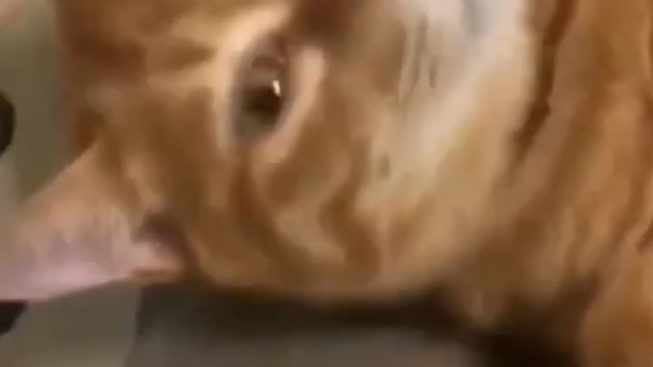 You must watch this very funny cat