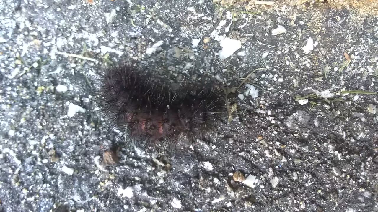 Giant Leopard Moth