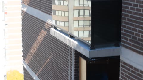 Squirrel Jumps Off High Rise Building