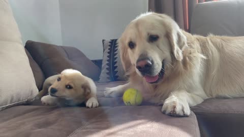 Puppy trying to play with Golden Retriever