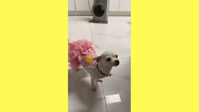 Dog funny moments 🤣🤣🤣🤣