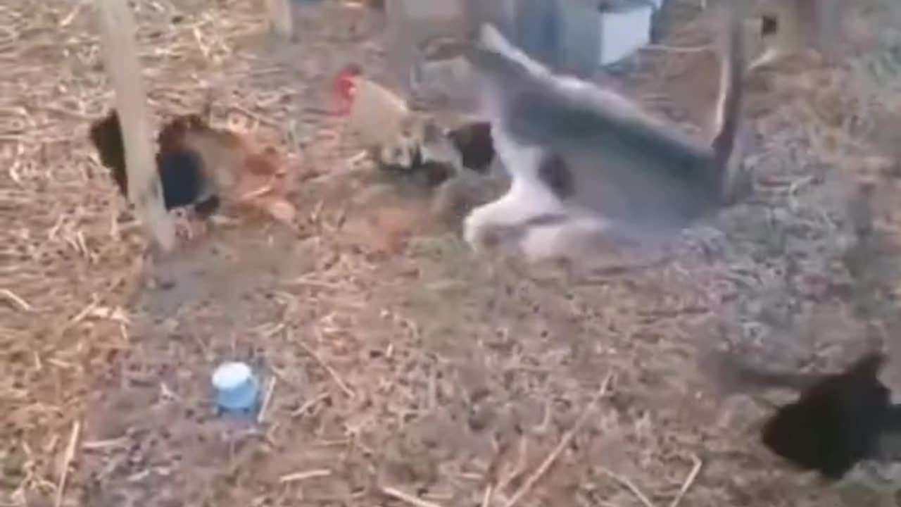Funny animals video🤣🤣🤣