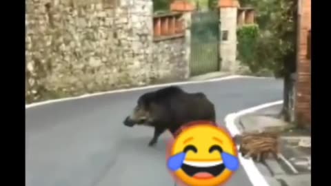 Animals funny video