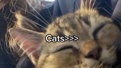 i want more cat accounts in my fyp