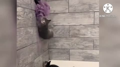 New funny video cat and dog complication 🤣🤣