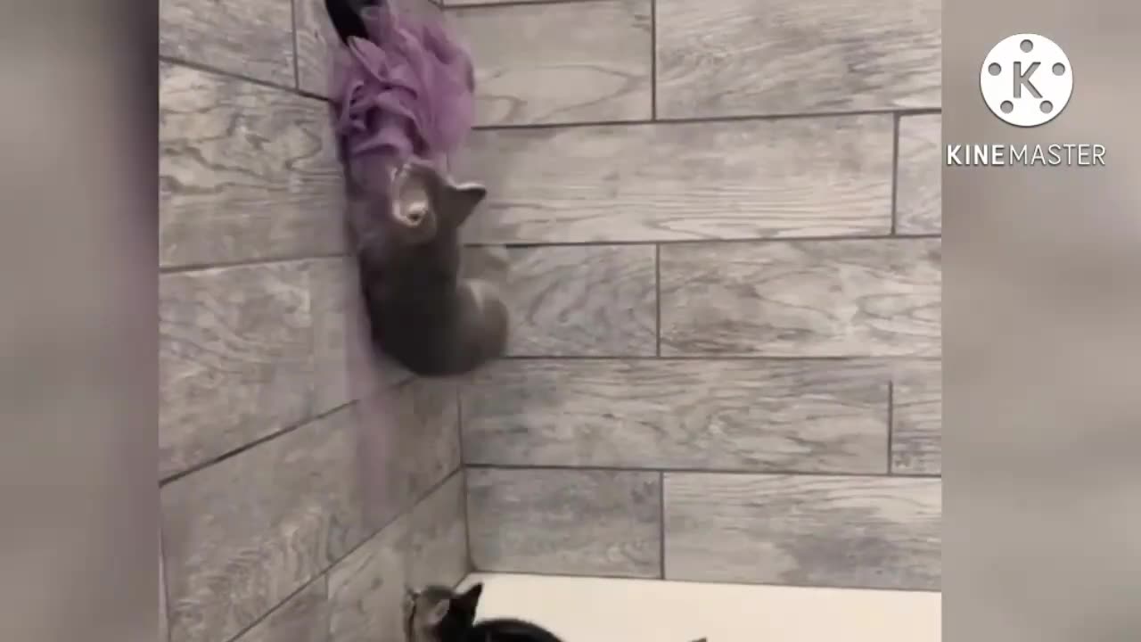 New funny video cat and dog complication 🤣🤣