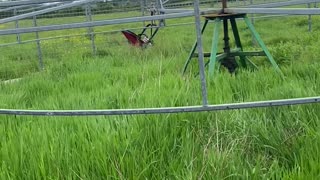 Using Horse Walker to Pull Pram