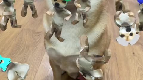 LETS SUMMON MORE PUPPY TO DANCE!!!