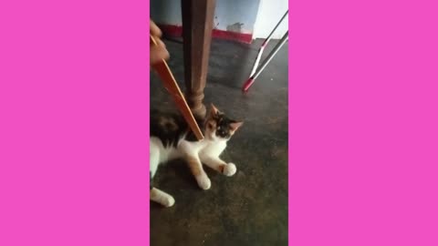 Cute cat funny moments 😘🐈🐈