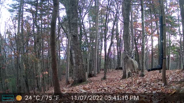 The Woods – 11/08/2022