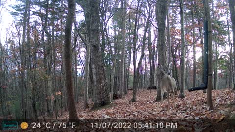 The Woods – 11/08/2022