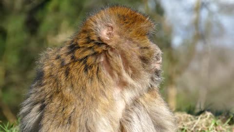 Animal Barbary Macaque Nature Morocco HD 1080p