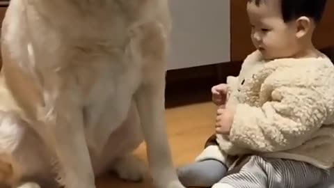 Baby vs dog