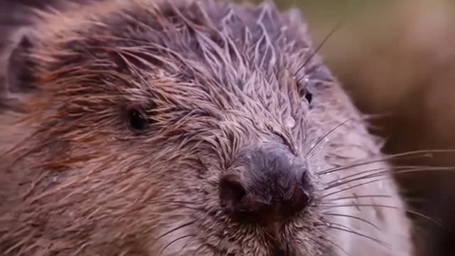Beavers with unique dam building skills