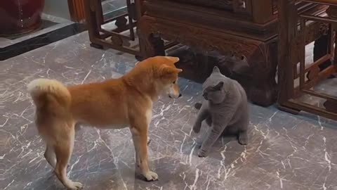 Funny Dog and Cat