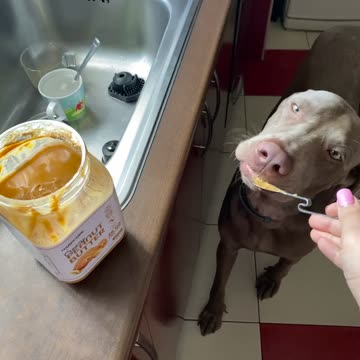 Doggo loves peanut butter