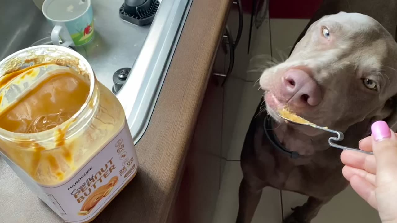 Doggo loves peanut butter