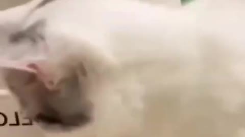 cute kitten video