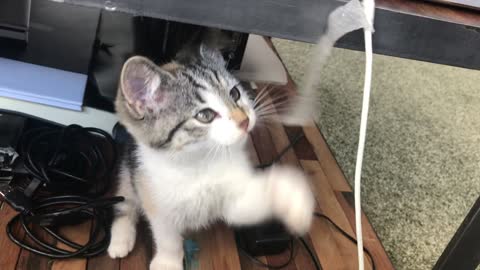 Cat Makes Trouble
