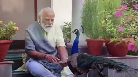 Peacock movment pm modi ji video