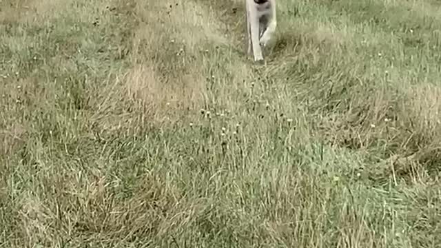 Floppy Puppy ears.