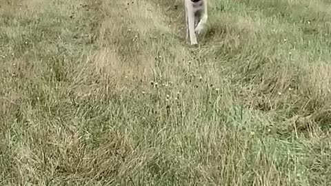 Floppy Puppy ears.