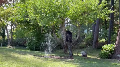 Apple tree black bear doesn't like a shower.