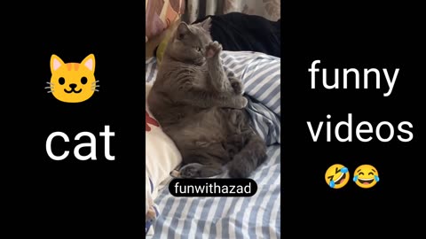 Cat 😸 funny videos 🤣🤣// fun with azad