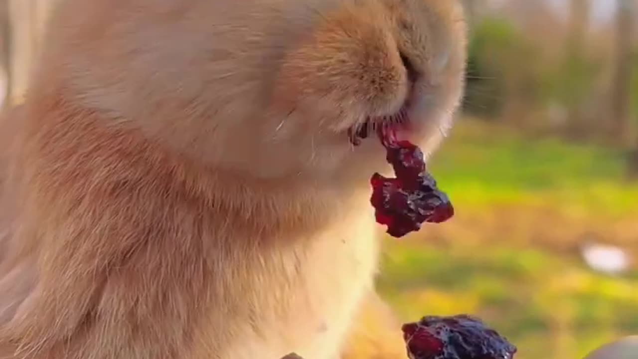 rabbit cute