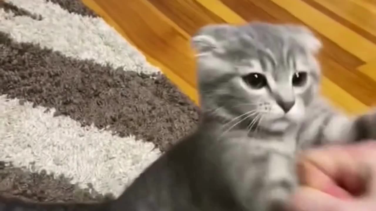 Cute chaos daily! πΎπ #cats #shorts #viral #pets #Reels #Animalspoorly