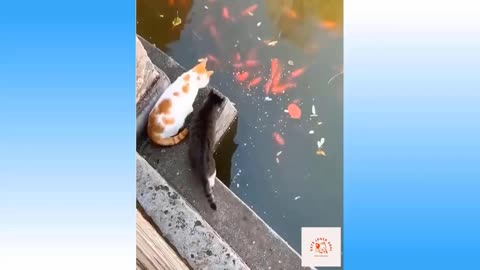 Funny Cat 😺😂😂 video