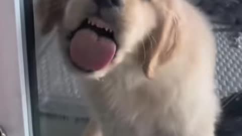 Funny dog