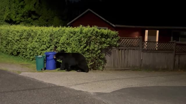 Bentley The Bear Gets Into Compost Bin